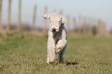 BEDLINGTON TERRIER 187